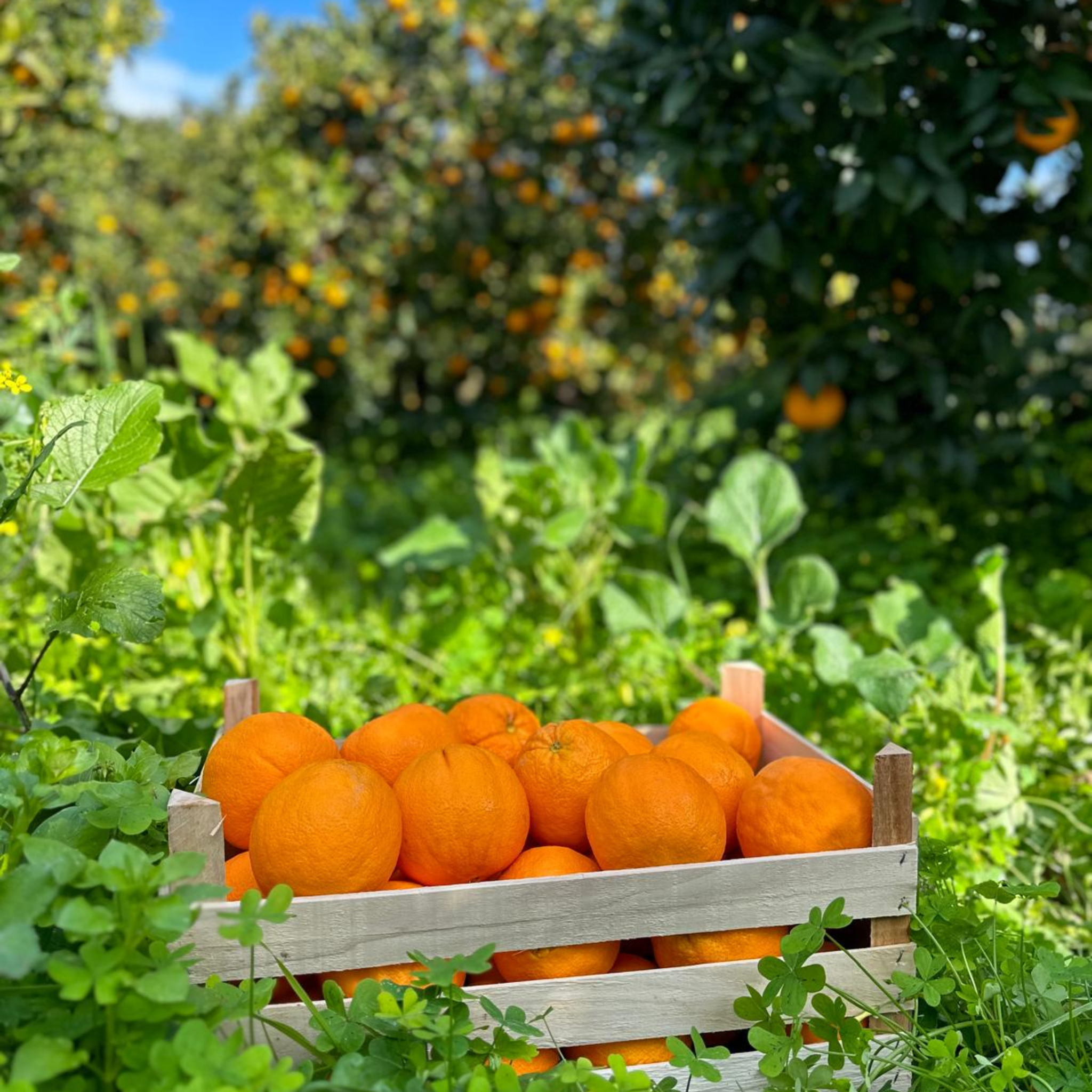 Arance Washington Navel da tavola